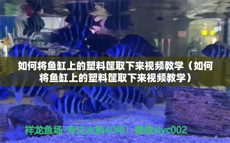 如何将鱼缸上的塑料筐取下来视频教学（如何将鱼缸上的塑料筐取下来视频教学）