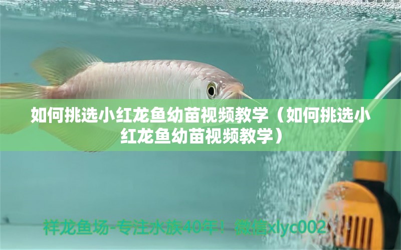 如何挑选小红龙鱼幼苗视频教学（如何挑选小红龙鱼幼苗视频教学） 广州龙鱼批发市场