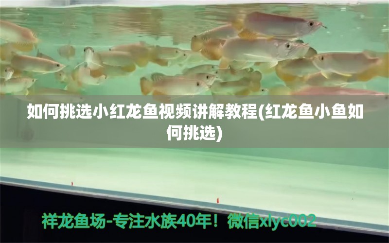 如何挑选小红龙鱼视频讲解教程(红龙鱼小鱼如何挑选)