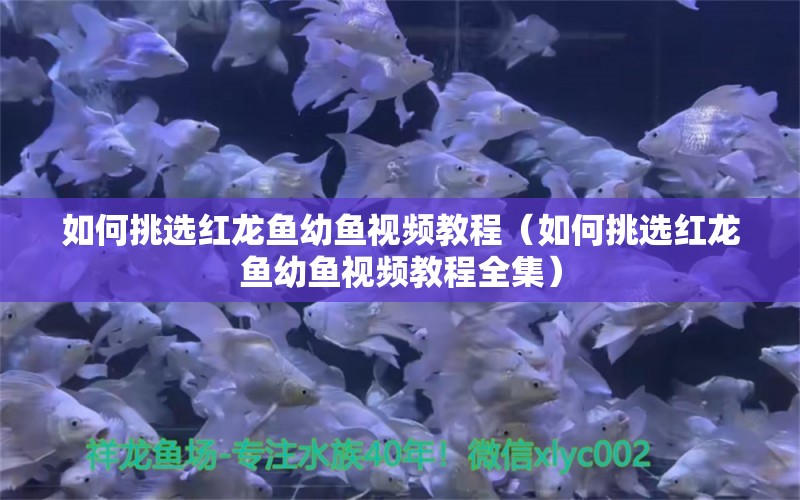 如何挑选红龙鱼幼鱼视频教程（如何挑选红龙鱼幼鱼视频教程全集）