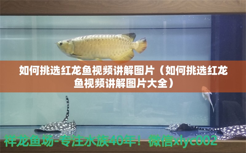 如何挑选红龙鱼视频讲解图片（如何挑选红龙鱼视频讲解图片大全） 广州龙鱼批发市场