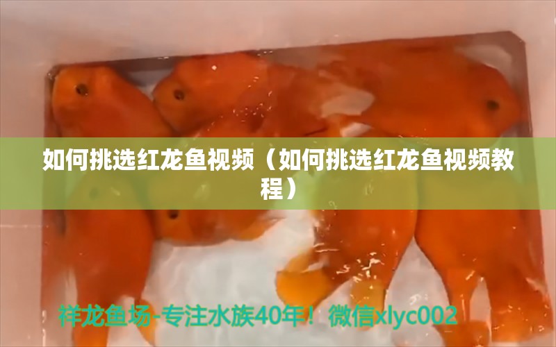 如何挑选红龙鱼视频（如何挑选红龙鱼视频教程） 广州龙鱼批发市场