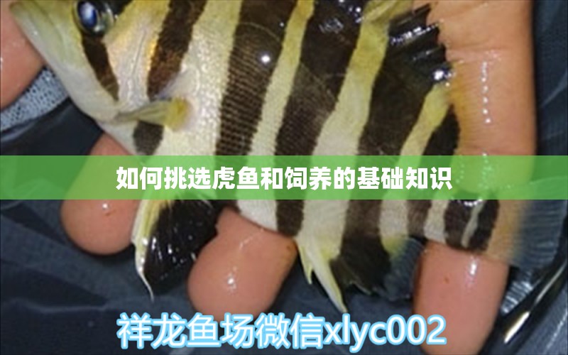 如何挑选虎鱼和饲养的基础知识 虎鱼百科 第1张