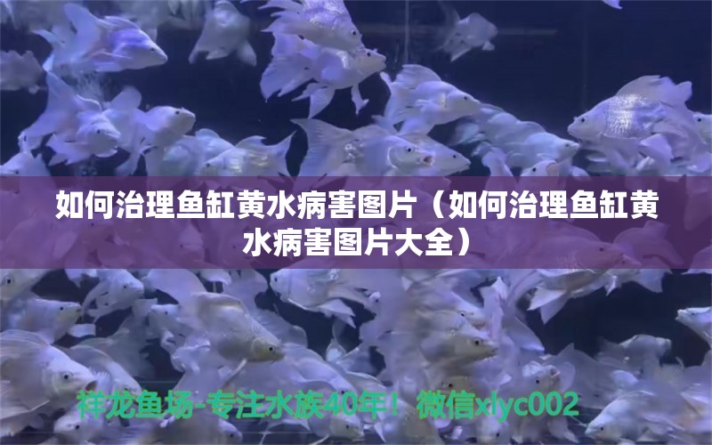 如何治理鱼缸黄水病害图片（如何治理鱼缸黄水病害图片大全）