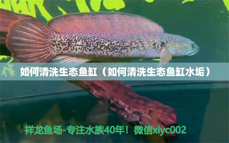 如何清洗生态鱼缸（如何清洗生态鱼缸水垢） 祥龙水族医院