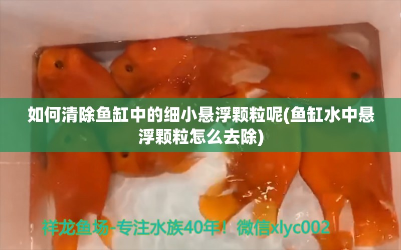 如何清除鱼缸中的细小悬浮颗粒呢(鱼缸水中悬浮颗粒怎么去除) 祥龙超血红龙鱼 第1张