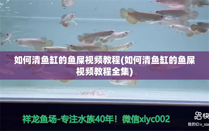 如何清鱼缸的鱼屎视频教程(如何清鱼缸的鱼屎视频教程全集) PH调节剂