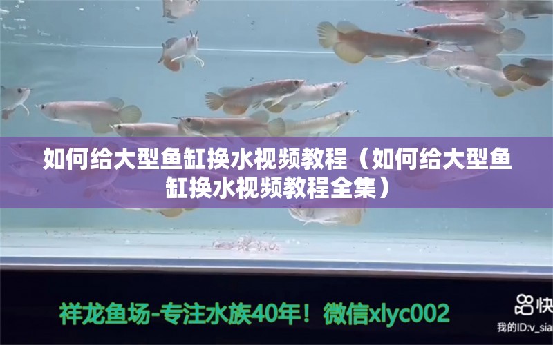 如何给大型鱼缸换水视频教程（如何给大型鱼缸换水视频教程全集） 红头利鱼