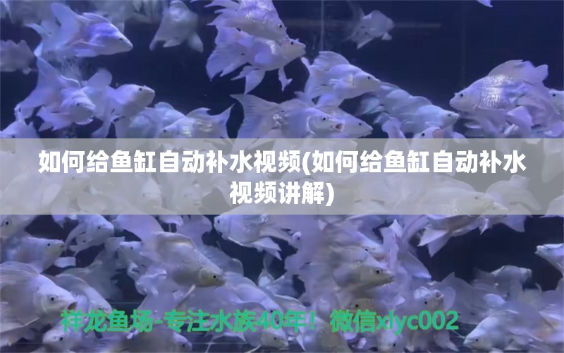 如何给鱼缸自动补水视频(如何给鱼缸自动补水视频讲解) 双线侧鱼