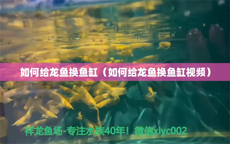 如何给龙鱼换鱼缸（如何给龙鱼换鱼缸视频）