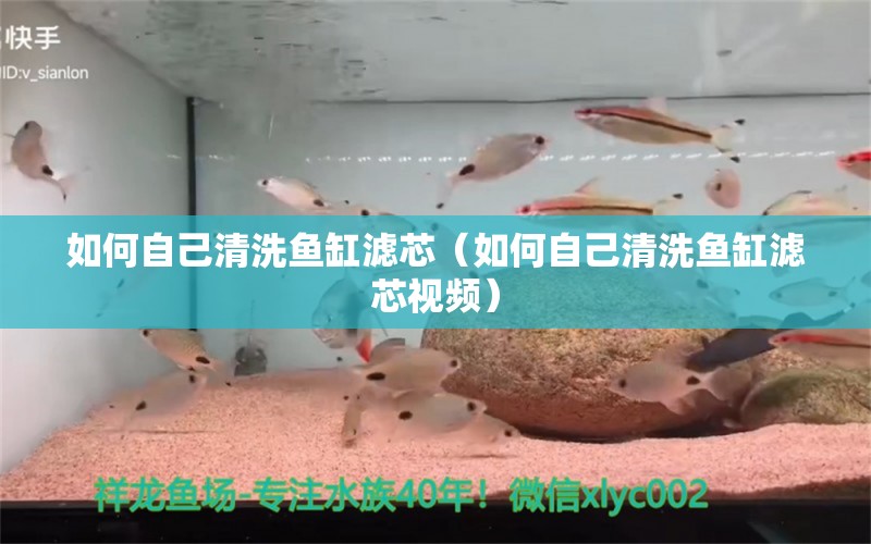 如何自己清洗鱼缸滤芯（如何自己清洗鱼缸滤芯视频） 祥龙鱼场