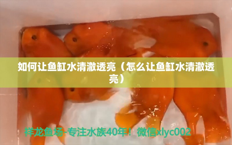 如何让鱼缸水清澈透亮（怎么让鱼缸水清澈透亮） 祥龙水族医院