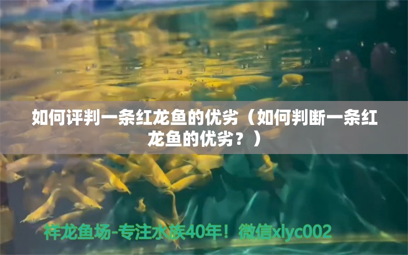 如何评判一条红龙鱼的优劣（如何判断一条红龙鱼的优劣？） 水族问答 第2张