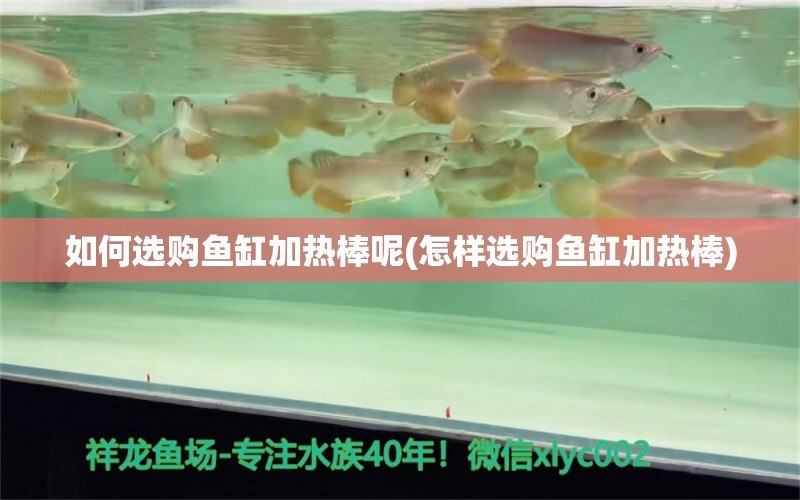 如何选购鱼缸加热棒呢(怎样选购鱼缸加热棒)