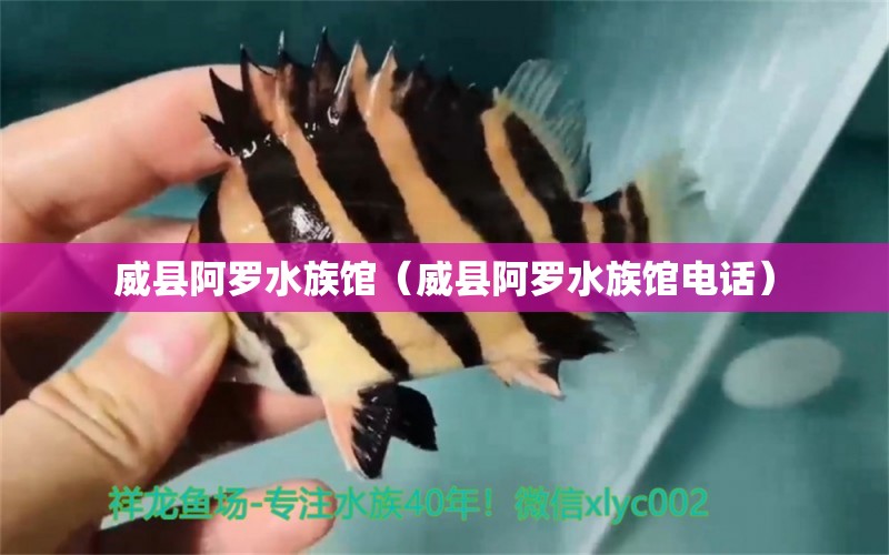 威县阿罗水族馆（威县阿罗水族馆电话） 全国水族馆企业名录