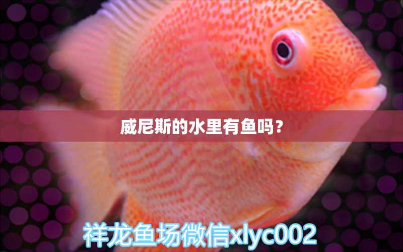 威尼斯的水里有鱼吗？ 虎斑恐龙鱼