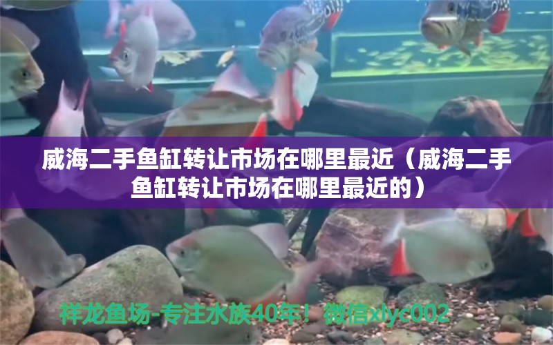 威海二手鱼缸转让市场在哪里最近（威海二手鱼缸转让市场在哪里最近的） 观赏鱼市场（混养鱼）