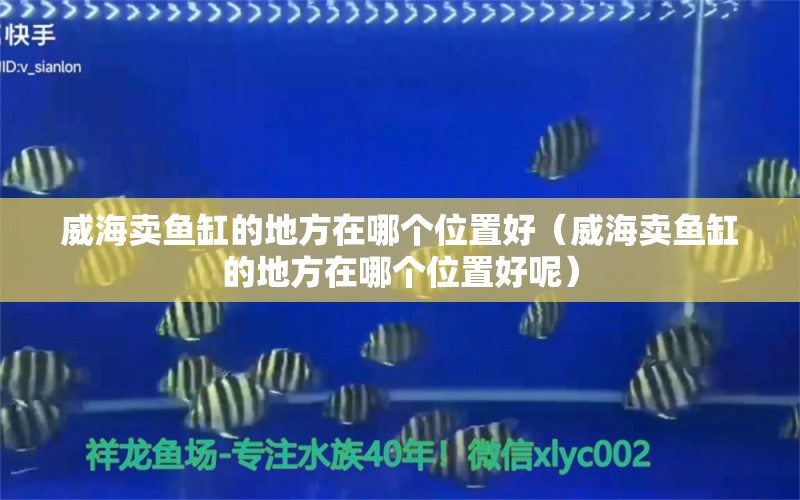 威海卖鱼缸的地方在哪个位置好（威海卖鱼缸的地方在哪个位置好呢） 观赏鱼市场（混养鱼）