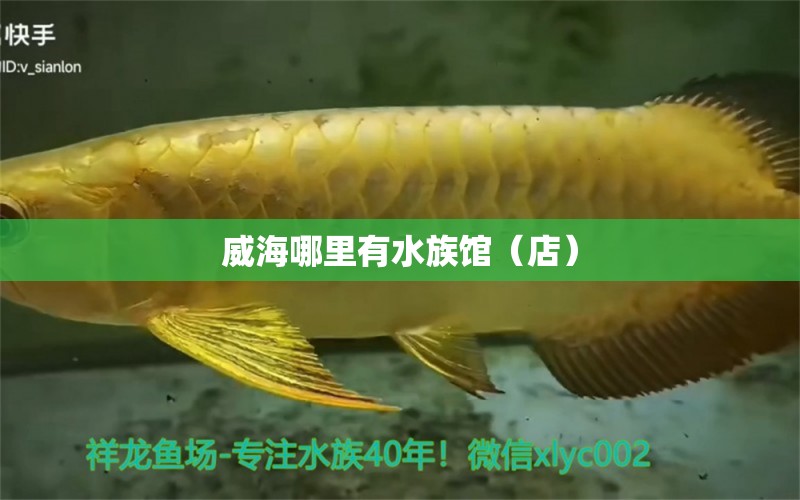 威海哪里有水族馆（店） 观赏鱼水族批发市场 第1张