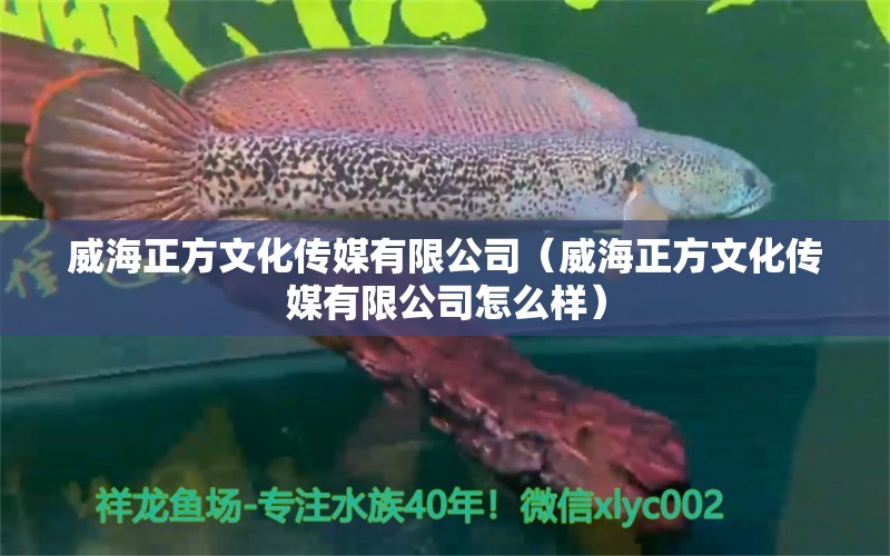 威海正方文化传媒有限公司（威海正方文化传媒有限公司怎么样） 全国水族馆企业名录