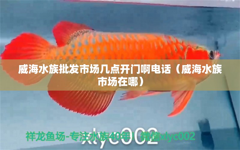 威海水族批发市场几点开门啊电话（威海水族市场在哪）