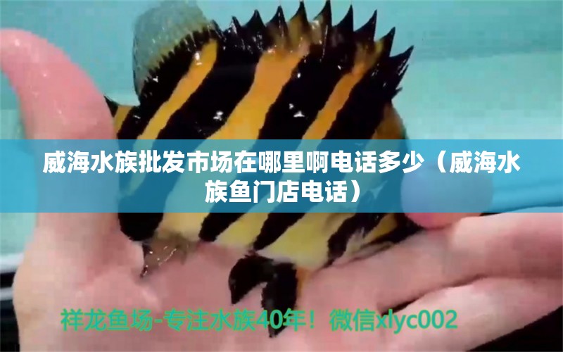 威海水族批发市场在哪里啊电话多少（威海水族鱼门店电话）