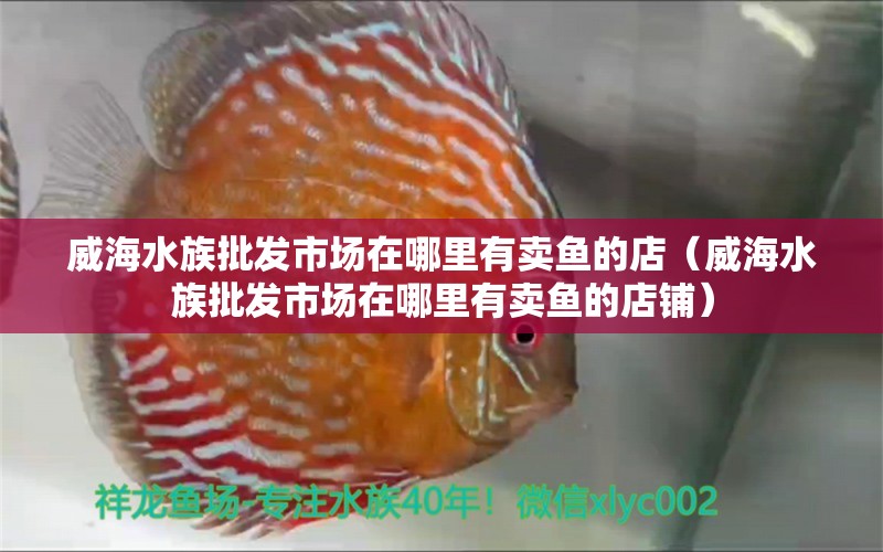 威海水族批发市场在哪里有卖鱼的店（威海水族批发市场在哪里有卖鱼的店铺）