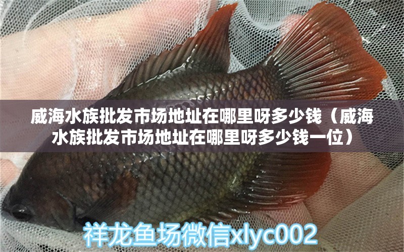 威海水族批发市场地址在哪里呀多少钱（威海水族批发市场地址在哪里呀多少钱一位）