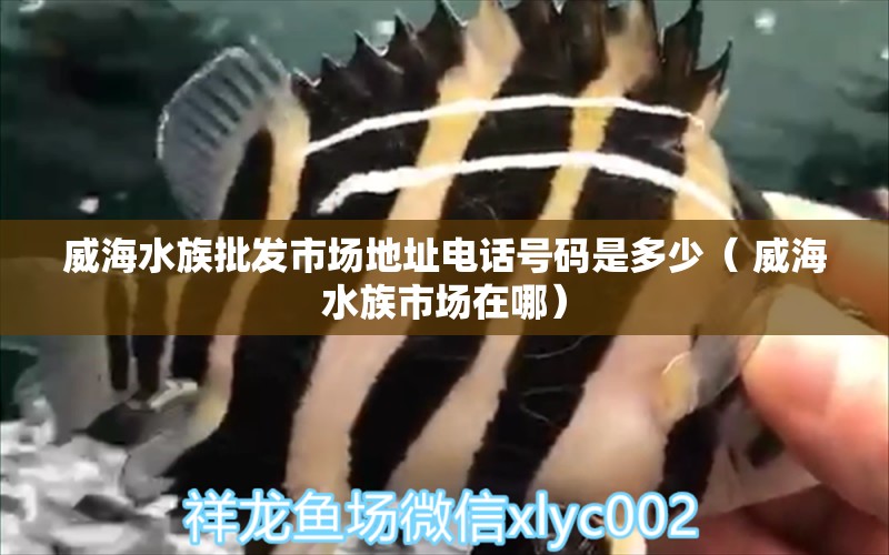 威海水族批发市场地址电话号码是多少（ 威海水族市场在哪）