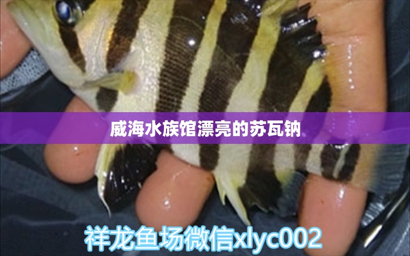 威海水族馆漂亮的苏瓦钠