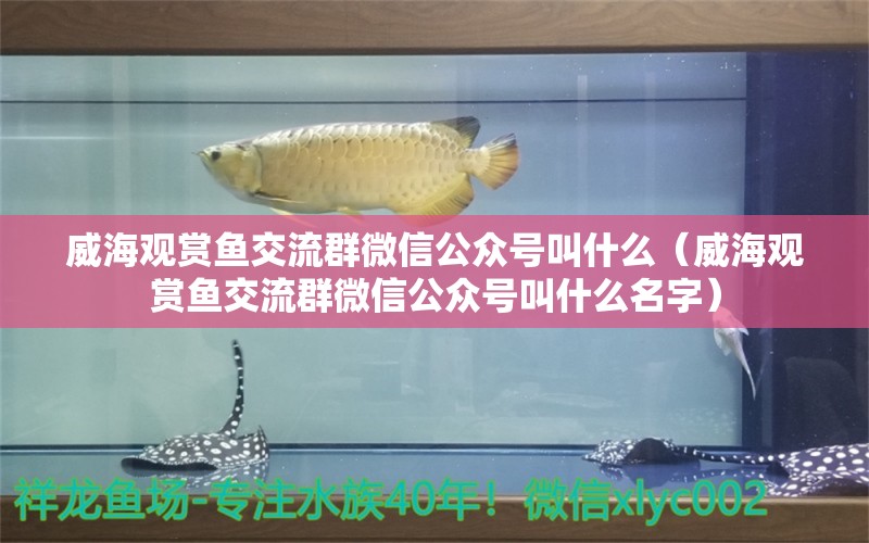 威海观赏鱼交流群微信公众号叫什么（威海观赏鱼交流群微信公众号叫什么名字） 祥龙鱼场