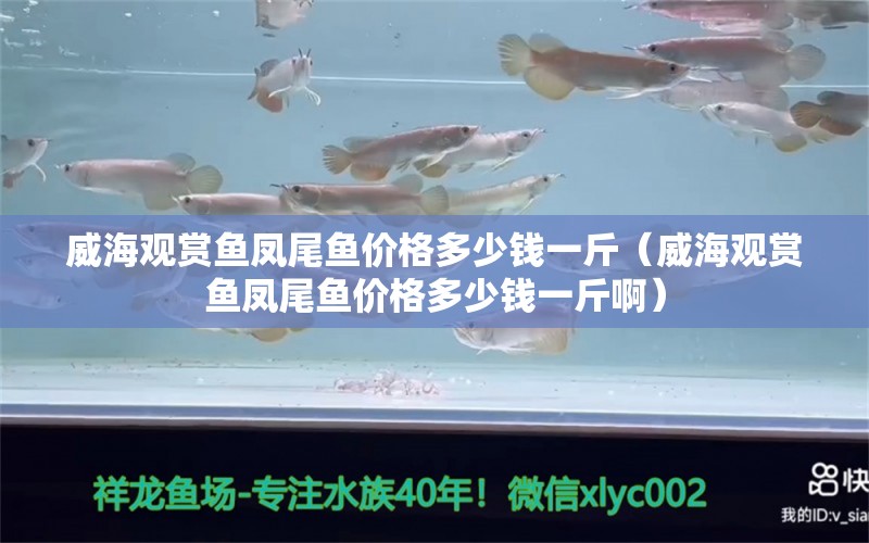 威海观赏鱼凤尾鱼价格多少钱一斤（威海观赏鱼凤尾鱼价格多少钱一斤啊）