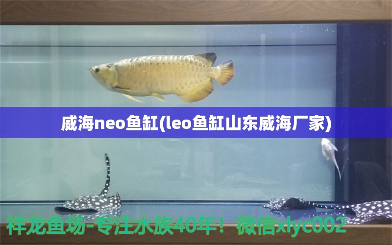 威海neo鱼缸(leo鱼缸山东威海厂家) 福魟魟鱼