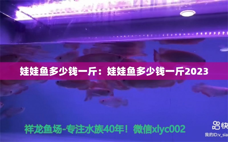 娃娃鱼多少钱一斤：娃娃鱼多少钱一斤2023