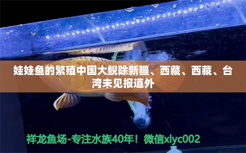 娃娃鱼的繁殖中国大鲵除新疆、西藏、西藏、台湾未见报道外 月光鸭嘴鱼苗