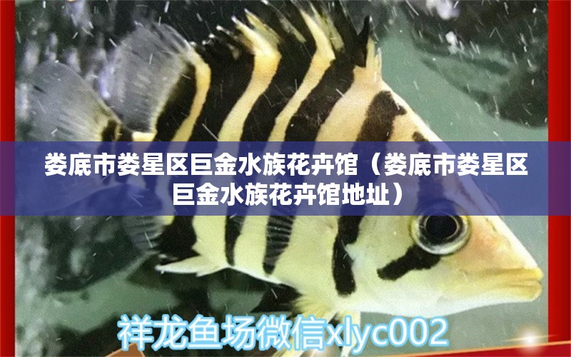 娄底市娄星区巨金水族花卉馆（娄底市娄星区巨金水族花卉馆地址） 全国水族馆企业名录