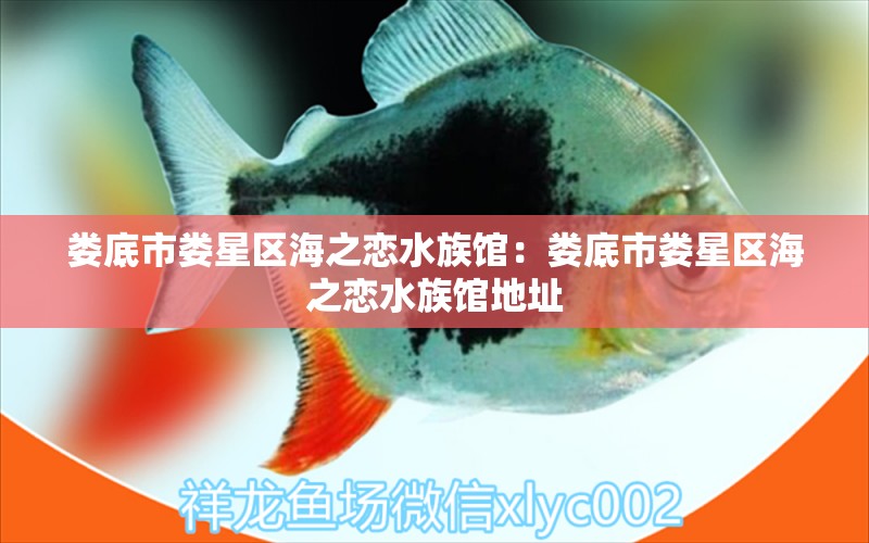 娄底市娄星区海之恋水族馆：娄底市娄星区海之恋水族馆地址