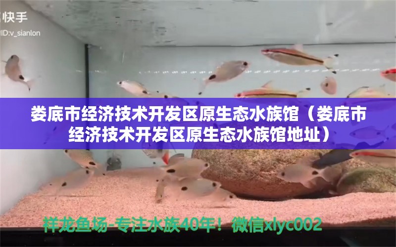 娄底市经济技术开发区原生态水族馆（娄底市经济技术开发区原生态水族馆地址）