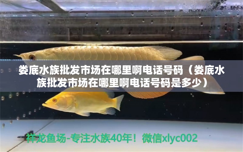 娄底水族批发市场在哪里啊电话号码（娄底水族批发市场在哪里啊电话号码是多少）