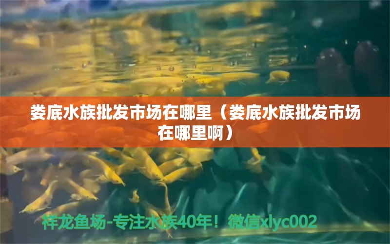 娄底水族批发市场在哪里（娄底水族批发市场在哪里啊）