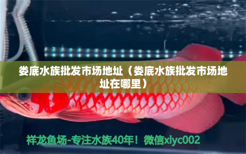 娄底水族批发市场地址（娄底水族批发市场地址在哪里）