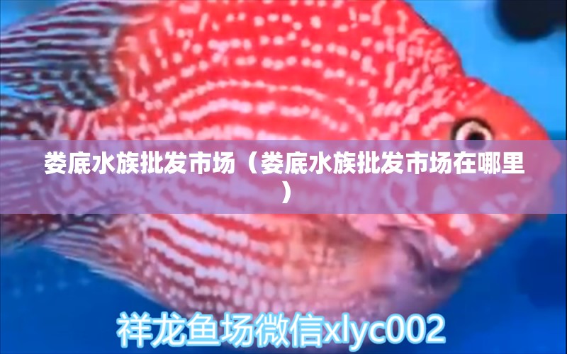 娄底水族批发市场（娄底水族批发市场在哪里） 观赏鱼水族批发市场