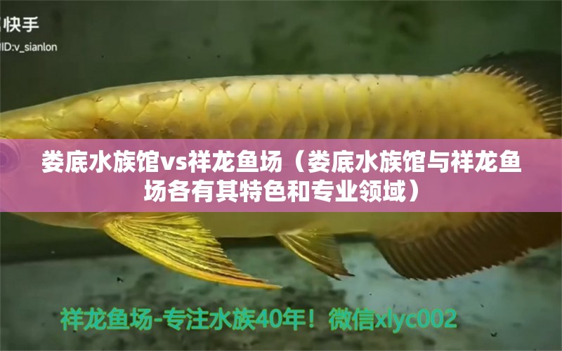 娄底水族馆vs祥龙鱼场（娄底水族馆与祥龙鱼场各有其特色和专业领域）