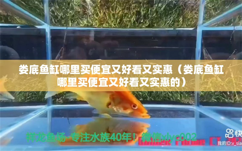 娄底鱼缸哪里买便宜又好看又实惠（娄底鱼缸哪里买便宜又好看又实惠的）