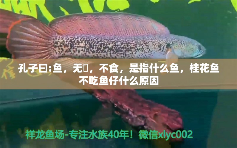 孔子曰:鱼，无鱗，不食，是指什么鱼，桂花鱼不吃鱼仔什么原因