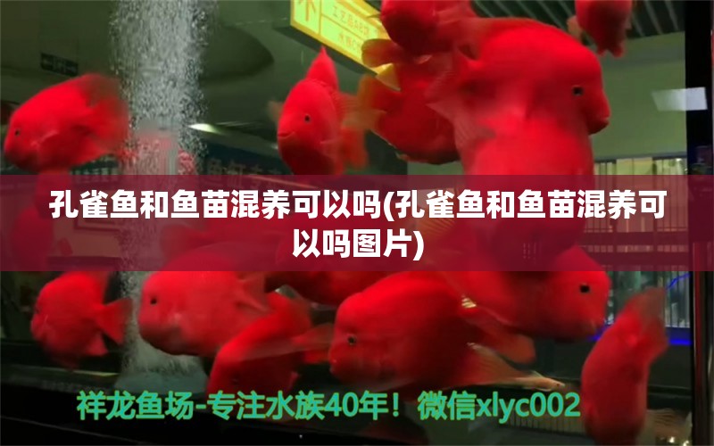 孔雀鱼和鱼苗混养可以吗(孔雀鱼和鱼苗混养可以吗图片) 非洲象鼻鱼