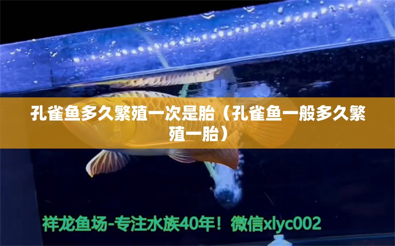 孔雀鱼多久繁殖一次是胎（孔雀鱼一般多久繁殖一胎） 广州观赏鱼批发市场