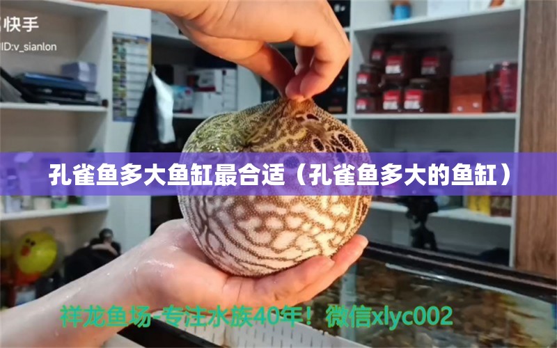 孔雀鱼多大鱼缸最合适（孔雀鱼多大的鱼缸） 鱼粮鱼药