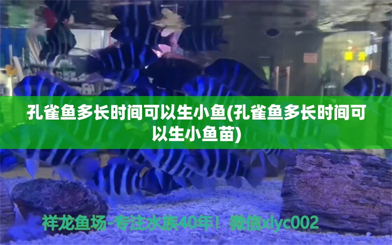 孔雀鱼多长时间可以生小鱼(孔雀鱼多长时间可以生小鱼苗)