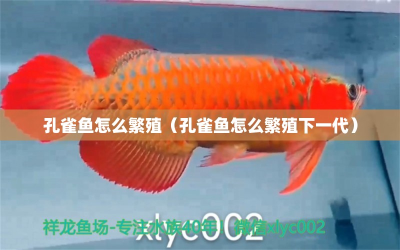 孔雀鱼怎么繁殖（孔雀鱼怎么繁殖下一代） 广州祥龙国际水族贸易